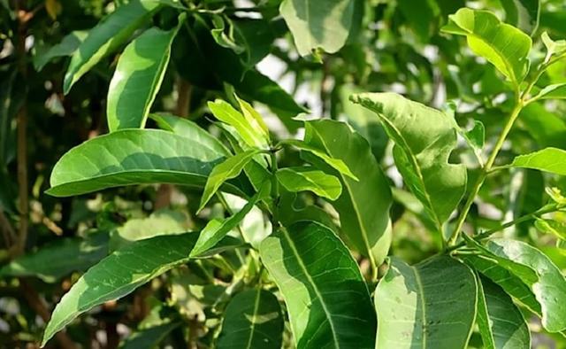 Vì là loài cây nhiệt đới, nên có thể tìm thấy lá vối ở rất nhiều quốc gia Châu Á, chẳng hạn như Lào, Trung Quốc, Ấn Độ, … và cả ở Việt Nam.